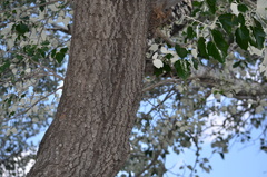 Populus