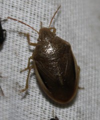 Chlorochroa saucia
