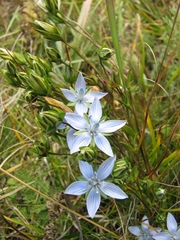 Lomatogonium carinthiacum