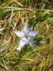 Lomatogonium carinthiacum