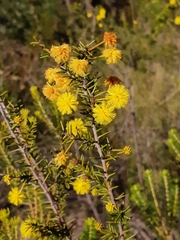 Acacia echinula