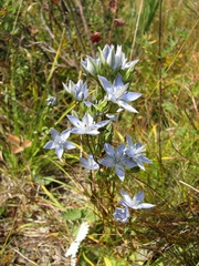 Lomatogonium carinthiacum