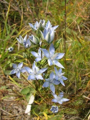 Lomatogonium carinthiacum