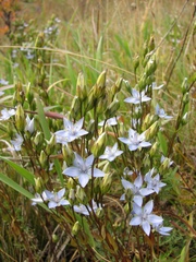 Lomatogonium carinthiacum
