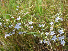 Lomatogonium carinthiacum