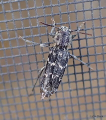 Xylotrechus nauticus