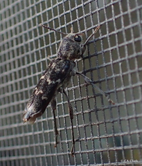 Xylotrechus nauticus