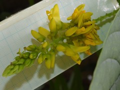Polygala fallax