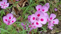 Clarkia gracilis sonomensis