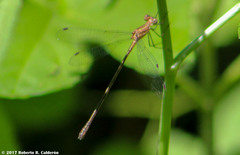 Lestes forficula