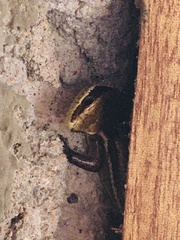 Marisora alliacea