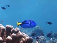 Paracanthurus hepatus