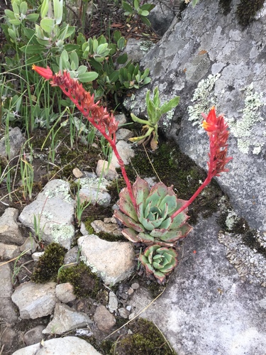 Echeveria secunda