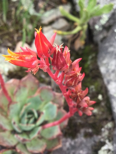 Echeveria secunda