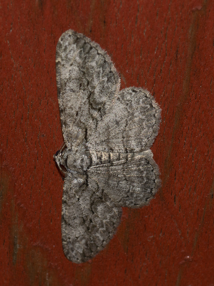 Common Gray from 7417 South Ave, Middleton, WI 53562, USA on July 15 ...