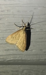 Udea rubigalis