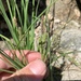 Carex kelloggii kelloggii - Photo (c) Tynan Ramm-Granberg, algunos derechos reservados (CC BY-NC), subido por Tynan Ramm-Granberg