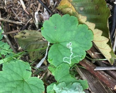 Phytomyza tiarellae