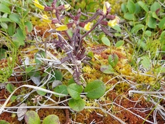Pedicularis labradorica