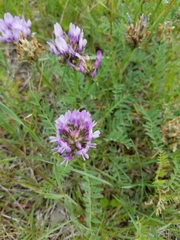 Astragalus agrestis