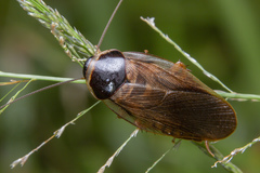 Pycnoscelus indicus