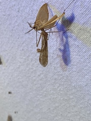 Bittacidae