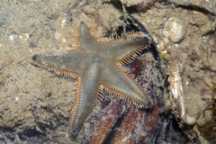 Astropecten indicus
