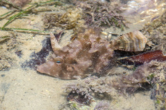 Acreichthys tomentosus