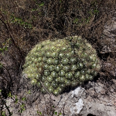 Mammillaria compressa compressa