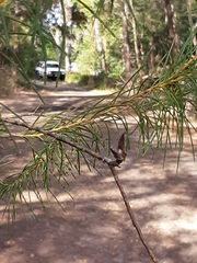 Hakea teretifolia
