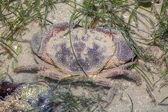 Myomenippe hardwickii