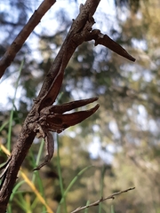 Hakea teretifolia