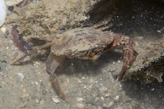 Charybdis hellerii