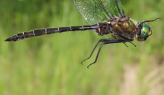 Somatochlora hudsonica