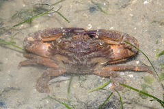 Charybdis hellerii