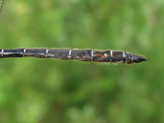 Somatochlora hudsonica