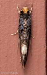 Monopis spilotella