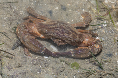 Charybdis hellerii