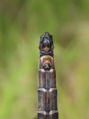 Somatochlora hudsonica