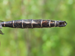 Somatochlora hudsonica