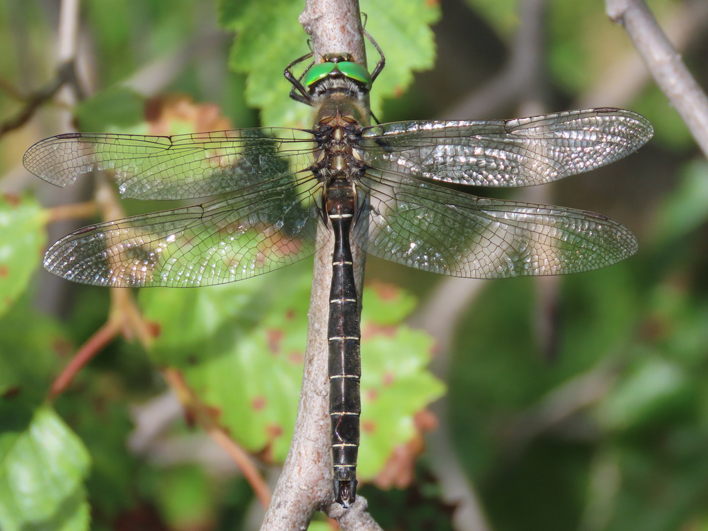 Hudsonian Emerald