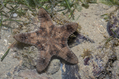 Goniodiscaster scaber