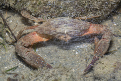 Charybdis hellerii