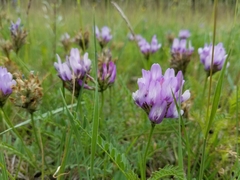 Astragalus agrestis