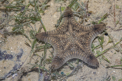 Goniodiscaster scaber