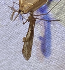 Bittacidae