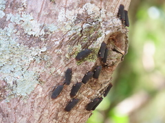 Acraephia perspicillata