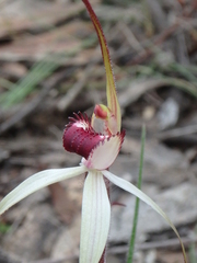 Caladenia douglasiorum