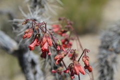 Mirabilis coccinea