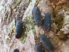 Acraephia perspicillata